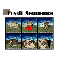 Fossil Formation Sequence